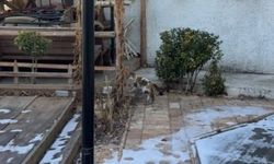 Sivas itfaiyesinde kedi alarmı