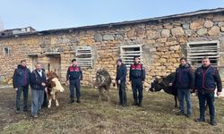 Sivas'ta hayvan hırsızları yakalandı
