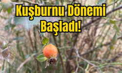 Kuşburnu Dönemi Başladı!