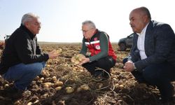 Sivas'ta patates hasadı başladı