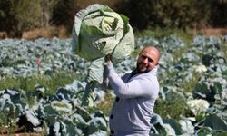 Ata tohumundan üretilen dev lahanaların hasadı başladı