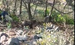Tarlada yiyecek arayan yavru ayılar görüntülendi