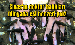Sivas'ın doktor balıkları Dünyada eşi benzeri yok! (Videolu Haber)