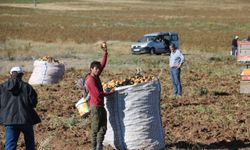 Patates hasadı sona erdi, vatandaşlar tarlaya akın etti