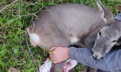 Köpeklerin Saldırısına Uğradı!