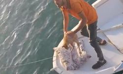 Denize düşen kedi kurtarıldı