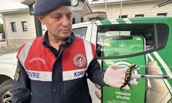 Nesli tükenmekte olan sarı benekli semender bulundu