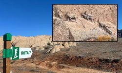 Dünyadaki Mars'ta Dağ Keçileri Görüntülendi