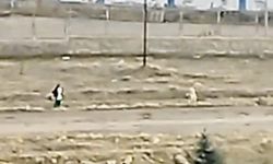 Köpeklerden çocuğu çuval kurtardı