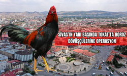 Sivas’ın Yanı Başında: Tokat’ta Horoz Dövüşçülerine Operasyon