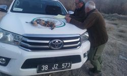 Yasa Dışı Ava Suçüstü