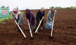 Bu Fasulye Türkiye Sofralarında