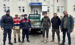Dağ Keçisi Koruma Altına Alındı