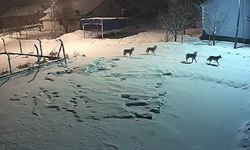 Köpekleri Öldürdüler, Köye İndiler