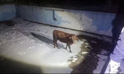 Sivas'ta Havuza Düşen İneğin Zor Anları