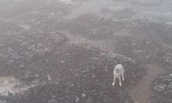 Sivas’ta Vahşi Yaşam Belgesellerini Aratmayan Görüntüler