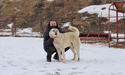 Sivas Aslanının Konforu Kış