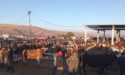 Hayvan Pazarları Açılıyor