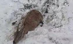 Dağ keçisini kurtardı