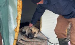 Kangal köpeği kurtlara annelik yaptı