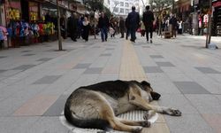 Sokak köpekleri esnaf ve vatandaşları bezdirdi