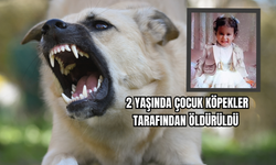 2 Yaşında Çocuk Köpekler Tarafından Öldürüldü