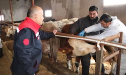 Sivas' ta Şap Uygulamasına devam