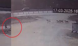 Sivas'ta Sokak Köpekleri Kadına Saldırdı