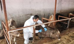 Sivas'ta Şap Aşısı Yaptırmayanlara 105 Bin TL Ceza