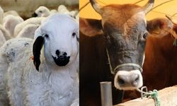 O desteği kaçıranlara ikinci şans! Başvurular başladı