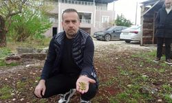 Kayısıyı dolu vurdu