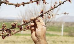 Komşuda donan kayısılara hasar tespit çalışmaları başladı