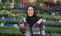 Fide ve tohumlara ilgi arttı