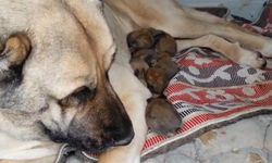 Kangal köpeğinin annelik merhameti