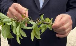 Zirai don için hasar tesbiti