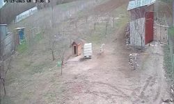 Tilki tavukları gözüne kestirdi ama... Kangal bakın ne yaptı
