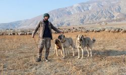 Çobansızlığı Vali'ye anlattı