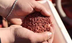 Binlerce dönüm toprak pancarla buluştu