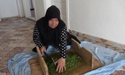 Baharın tadı: Madımak yeniden sofralarda