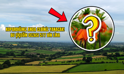 Kopardığınız Anda Cebiniz Yanacak! Bu Çiçeğin Cezası 577 Bin Lira