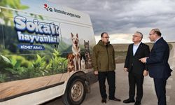 Sivas'ta sokak hayvanları için yeni yaşam alanı