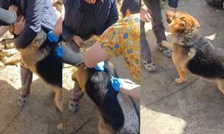 Sivas’ta sokak köpeği alarmı: Köylerde toplama ve çipleme başladı