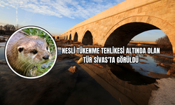 Nesli Tükenme Tehlikesi Altında Olan Tür Sivas'ta Görüldü