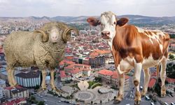 Sivas'ta kurban öncesi şap şoku! O bölgeler karantinada!