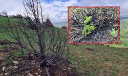 Sivas'ta küle dönen orman filiz verdi: İşte o anlar