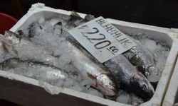 Balık sezonu kapandı tezgâhlarda artık çiftlik balığı var