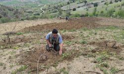 Atadan kalma yöntemle bağ hazırlığı! İşte o gelenek