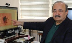 Kene vakaları görülmeye başlandı