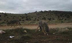 O'nların da yaşam alanları