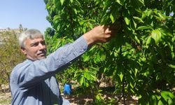 Kiraz yaprakları umut oldu, kilosu kaç TL'den satılıyor?